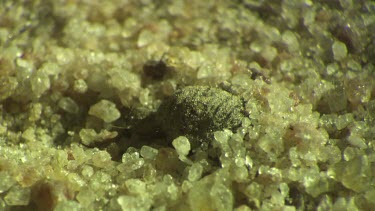 Antlion larva burrowing in the sand