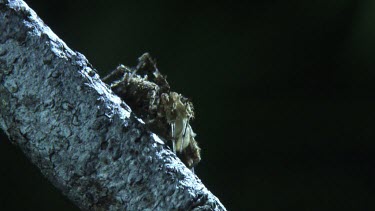 Close up of a Portia Spider crawling on a branch in the dark