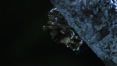 Close up of a Portia Spider crawling on a branch in the dark