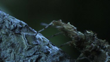 Close up of a Portia Spider crawling on a branch in the dark