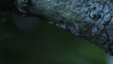 Close up of a Portia Spider crawling on a branch