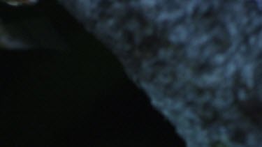 Close up of a Portia Spider crawling on a branch in the dark