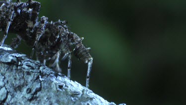 Close up of a Portia Spider crawling on a branch