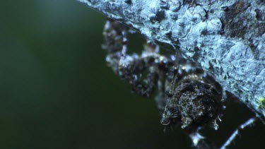 Close up of a Portia Spider crawling on a branch