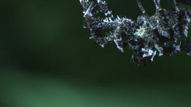 Close up of a Portia Spider crawling on a branch