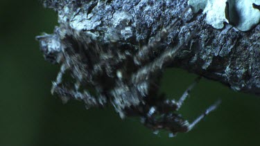 Close up of a Portia Spider crawling on a branch