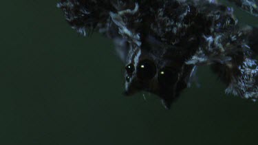 Extreme close up of a Portia Spider in the dark