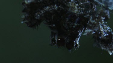 Extreme close up of a Portia Spider in the dark