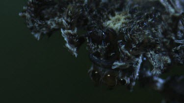 Extreme close up of a Portia Spider in the dark