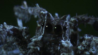 Extreme close up of a Portia Spider in the dark