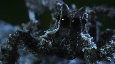 Extreme close up of a Portia Spider in the dark