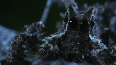 Extreme close up of a Portia Spider in the dark