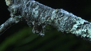 Close up of a Portia Spider crawling on a branch in the dark