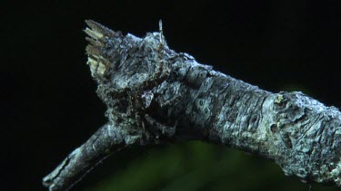 Close up of a Portia Spider crawling on a branch in the dark