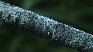 Close up of a Portia Spider crawling on a branch in the dark