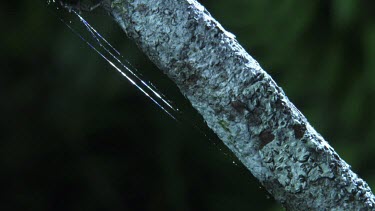 Close up of a Portia Spider crawling on a branch in the dark