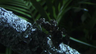 Close up of a Portia Spider crawling on a branch in the dark