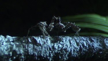 Close up of a Portia Spider crawling on a branch in the dark