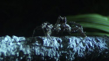 Close up of a Portia Spider crawling on a branch in the dark