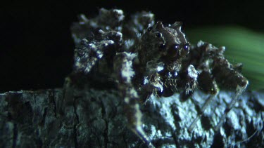 Close up of a Portia Spider crawling on a branch in the dark