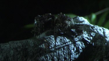 Close up of a Portia Spider crawling on a branch in the dark