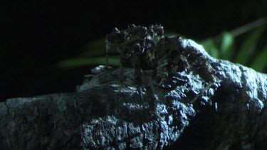 Close up of a Portia Spider crawling on a branch in the dark