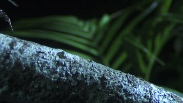 Close up of a Portia Spider crawling on a branch in the dark