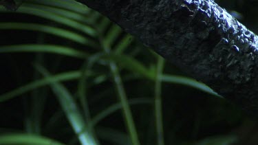 Close up of a Portia Spider crawling on a branch in the dark