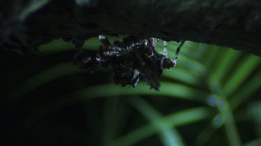Close up of a Portia Spider crawling on a branch in the dark