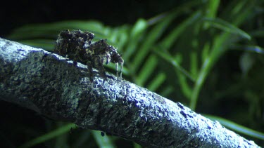 Close up of a Portia Spider crawling on a branch in the dark