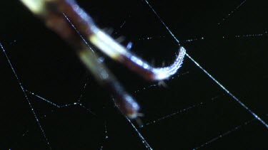 Close up of a St Andrew's Cross Spider on a web