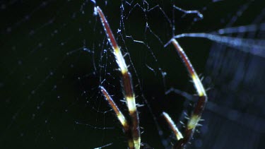 Close up of a St Andrew's Cross Spider on a web