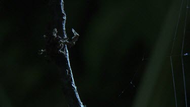 Close up of a Portia Spider on a branch in the dark
