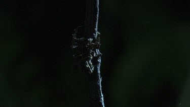 Portia Spider crawling on a branch in the dark