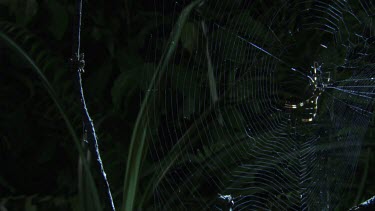 St Andrew's Cross Spider on a web and a Portia Spider on a branch