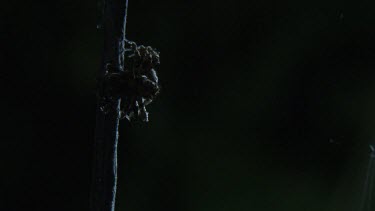 Portia Spider crawling on a branch in the dark
