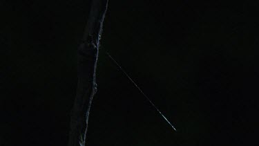 Portia Spider crawling on a branch in the dark