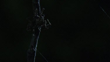 Portia Spider crawling on a branch in the dark