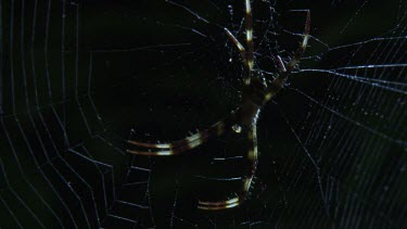 Close up of a St Andrew's Cross Spider on a web in the dark