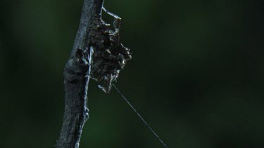 Close up of a Portia Spider on a branch