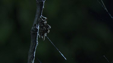 Close up of a Portia Spider on a branch