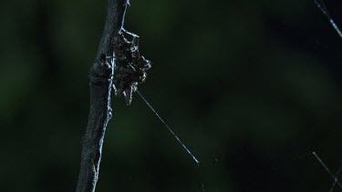 Close up of a Portia Spider on a branch