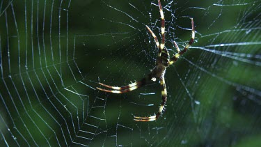 Close up of a St Andrew's Cross Spider on a web