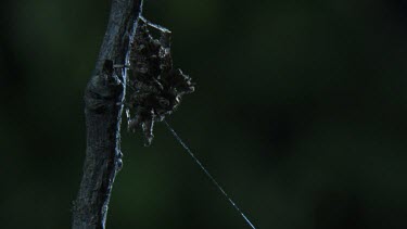 Close up of a Portia Spider on a branch