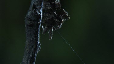 Close up of a Portia Spider on a branch
