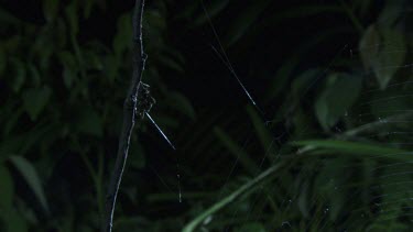 Portia Spider on a branch in the dark
