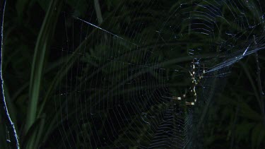 St Andrew's Cross Spider on a web with a Portia Spider on a branch above in the dark