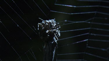 Portia Spider and St Andrew's Cross Spider on a web