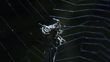 Portia Spider and St Andrew's Cross Spider on a web