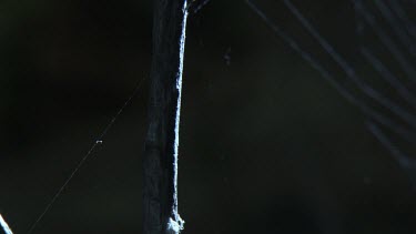 Portia Spider crawling down a branch in front of a web